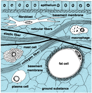 Components of connective tissue.